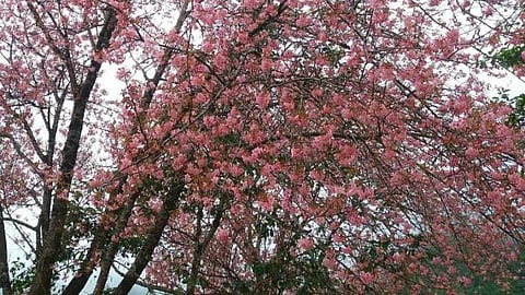 Cherry Blossom in Nagaland