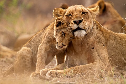 Lioness and cub in the Kruger National Park, South Africa