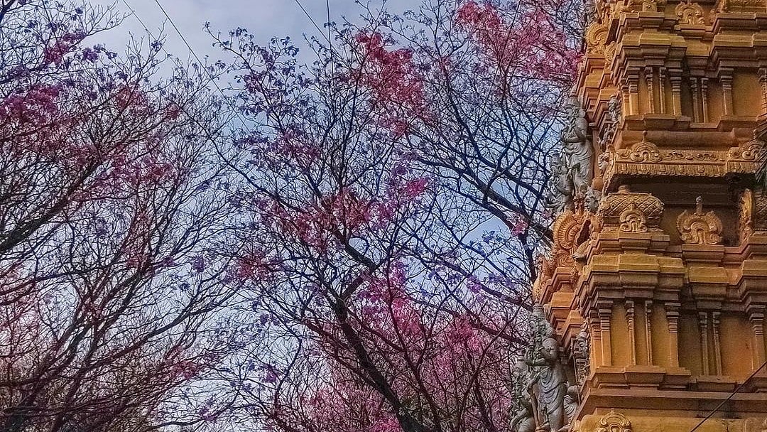 Cherry Blossoms of Bangalore