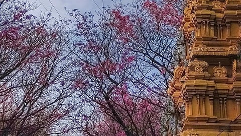 Cherry Blossoms of Bangalore