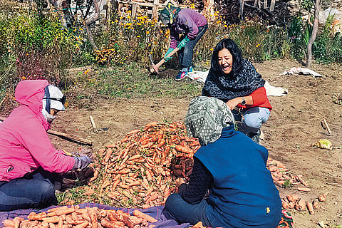 Angmo (centre) rejoicing winter harvest