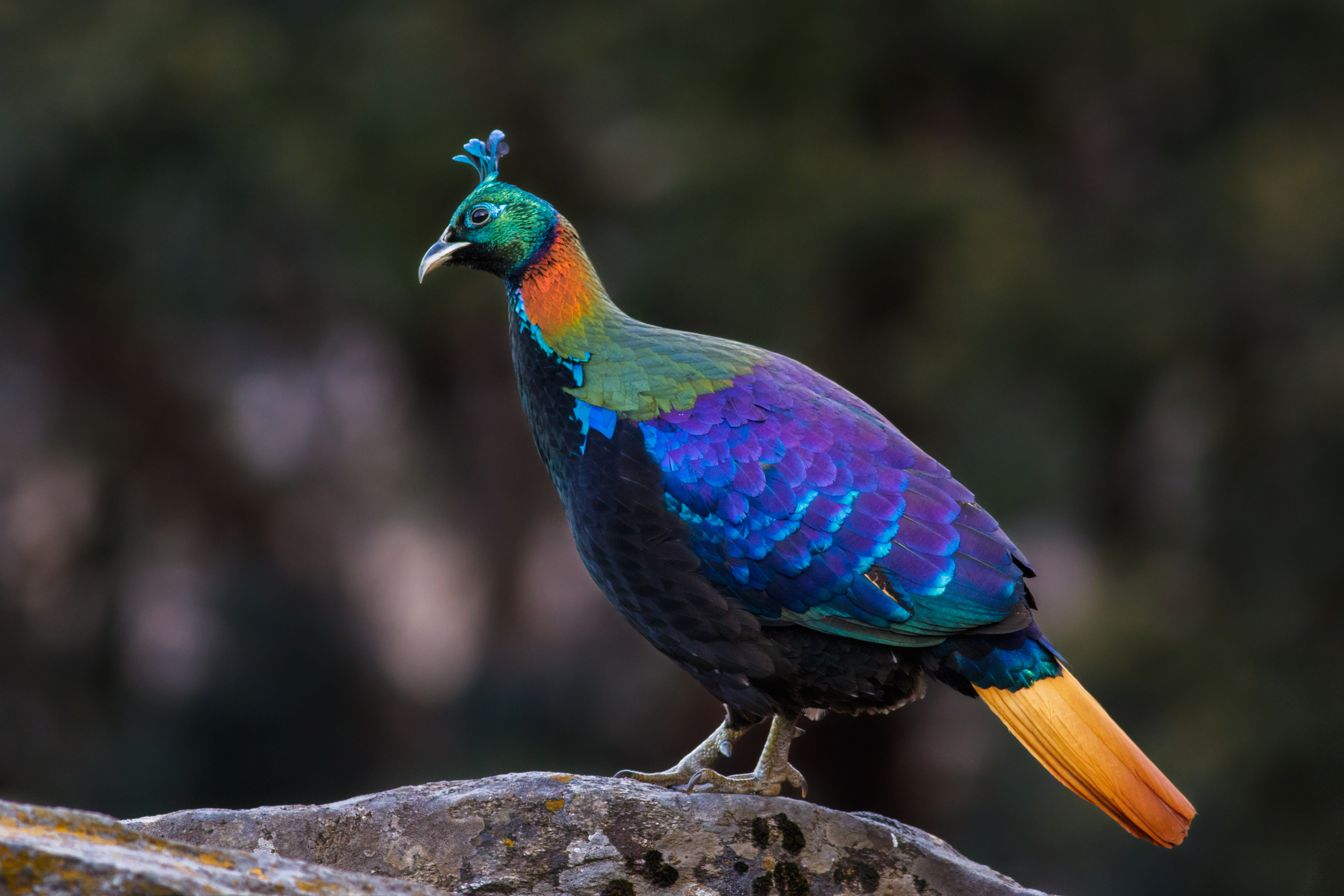 Himalayan monal