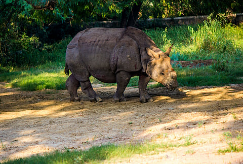Kaziranga National Park is a sanctuary celebrated not only for its thriving tiger population but also for its iconic one-horned rhinoceros