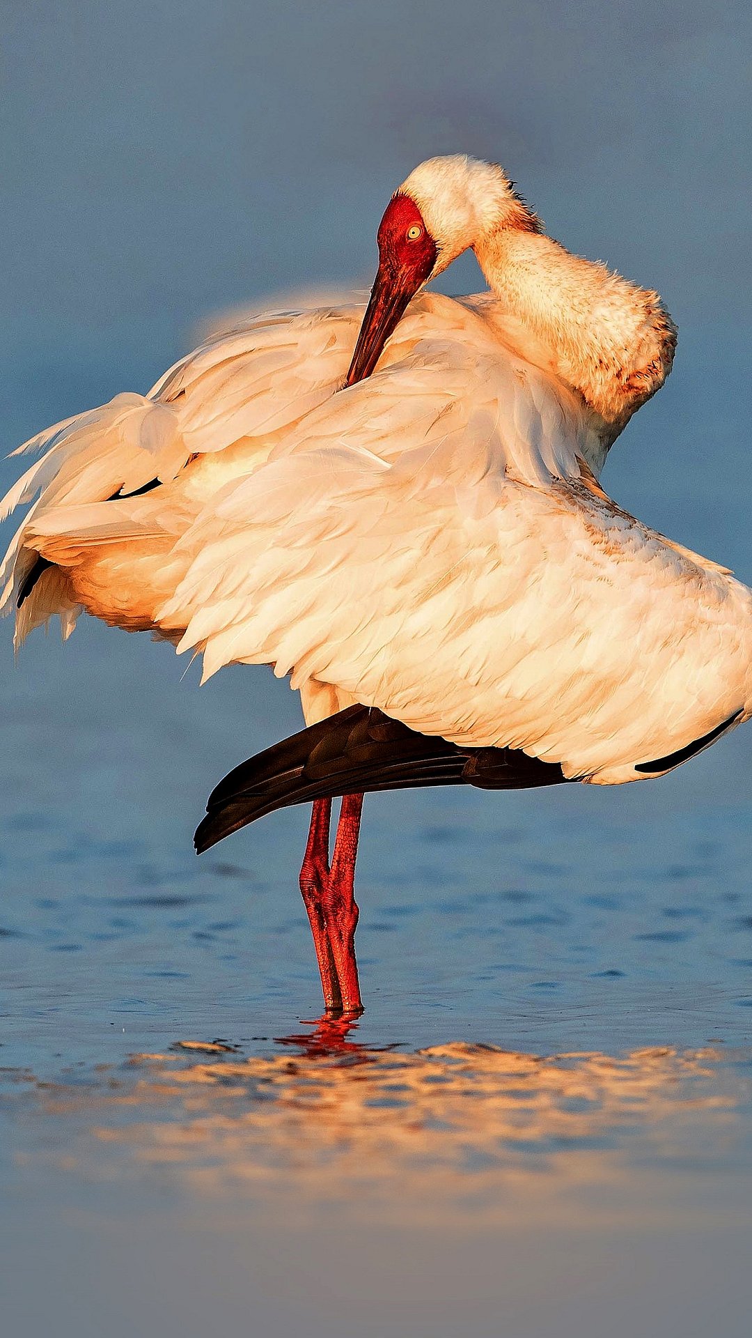 Siberian Crane