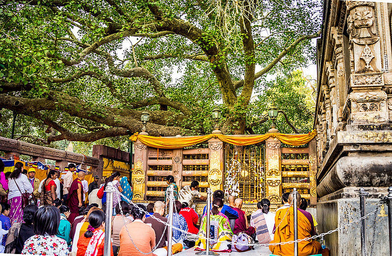 The fifth generation plant of the original tree under which Lord Buddha attained enlightenment 
