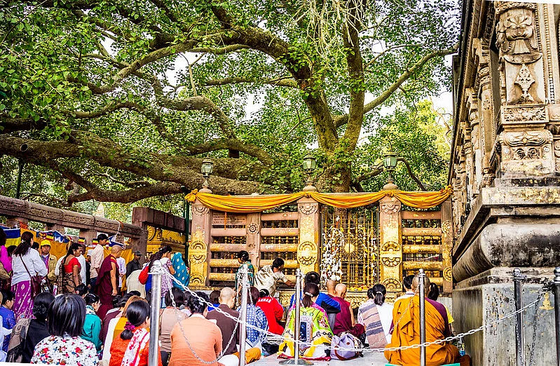 The fifth generation plant of the original tree under which Lord Buddha attained enlightenment