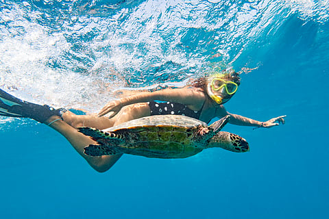 Snorkeling with a turtle