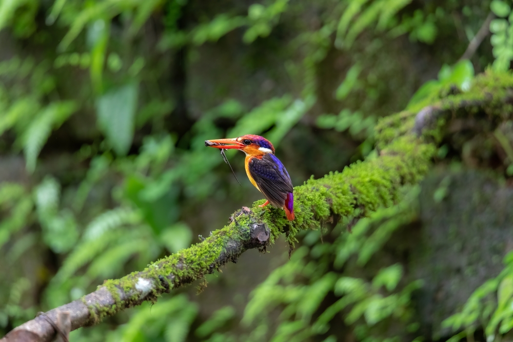 Oriental Dwarf Kingfisher