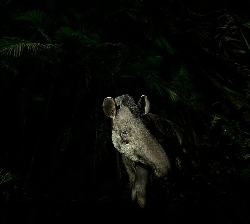 Vishnu Gopal/Wildlife Photographer of the Year