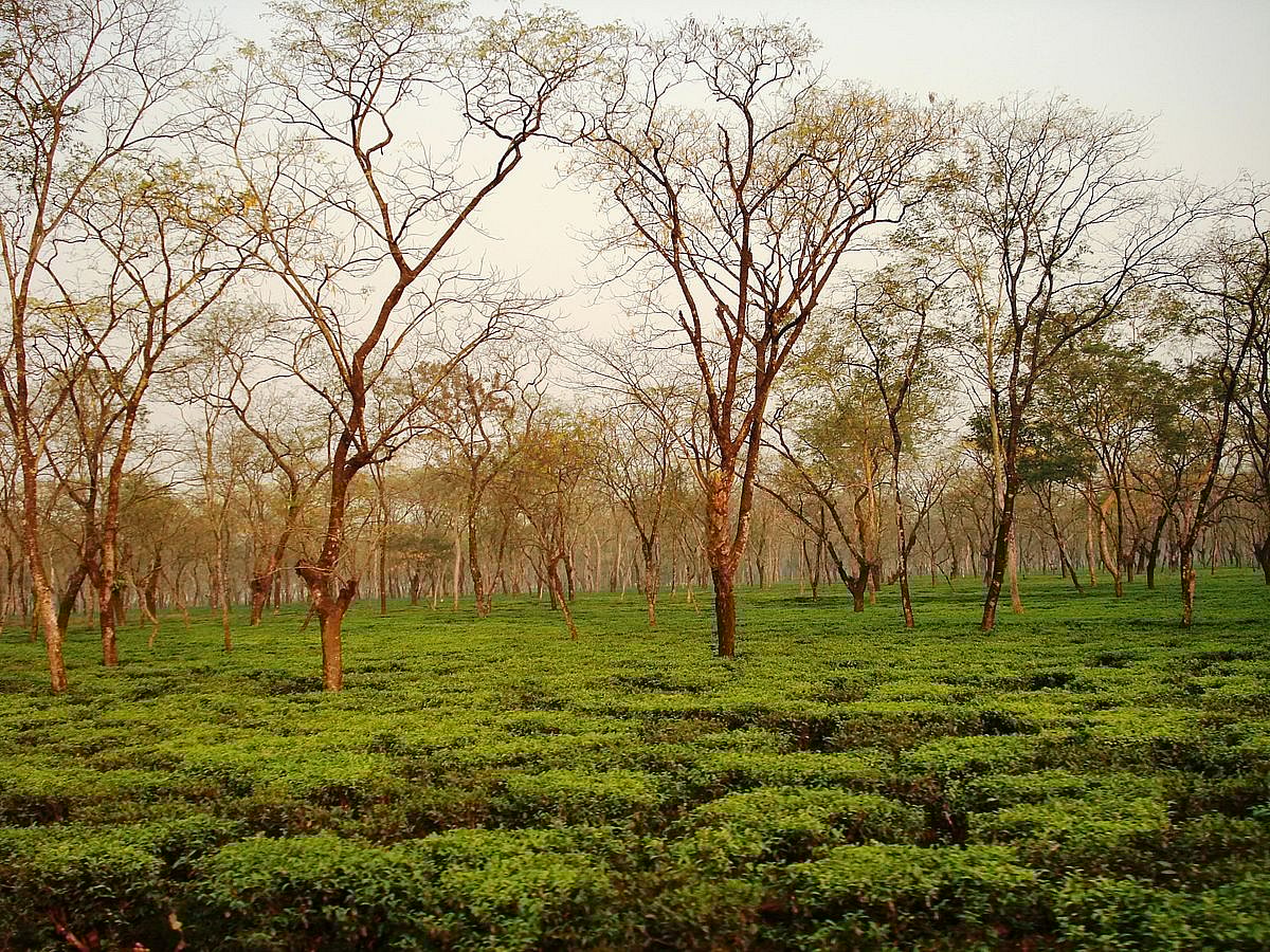 Rajib Nandi/WikiCommons : The tea estates of Dooars