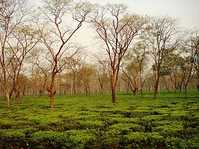 Rajib Nandi/WikiCommons : The tea estates of Dooars