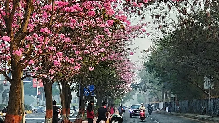 Mumbai is known for its flower-lined streets. - dr__gastronomist/instagram