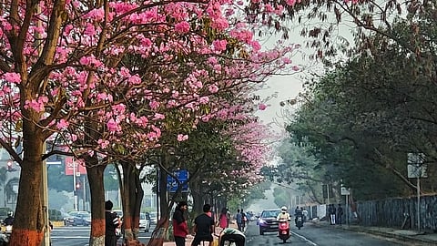 Cherry Blossoms of Mumbai
