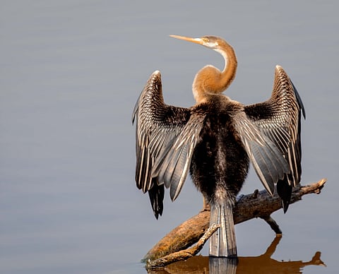 Oriental darter at Bharatpur