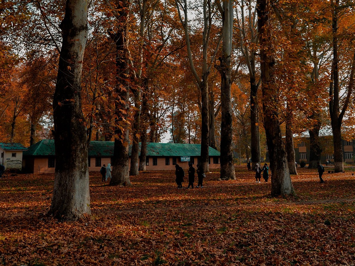 Kashmir Spring Fall 5 Places to Witness The Most Spectacular Fall Foliage In India