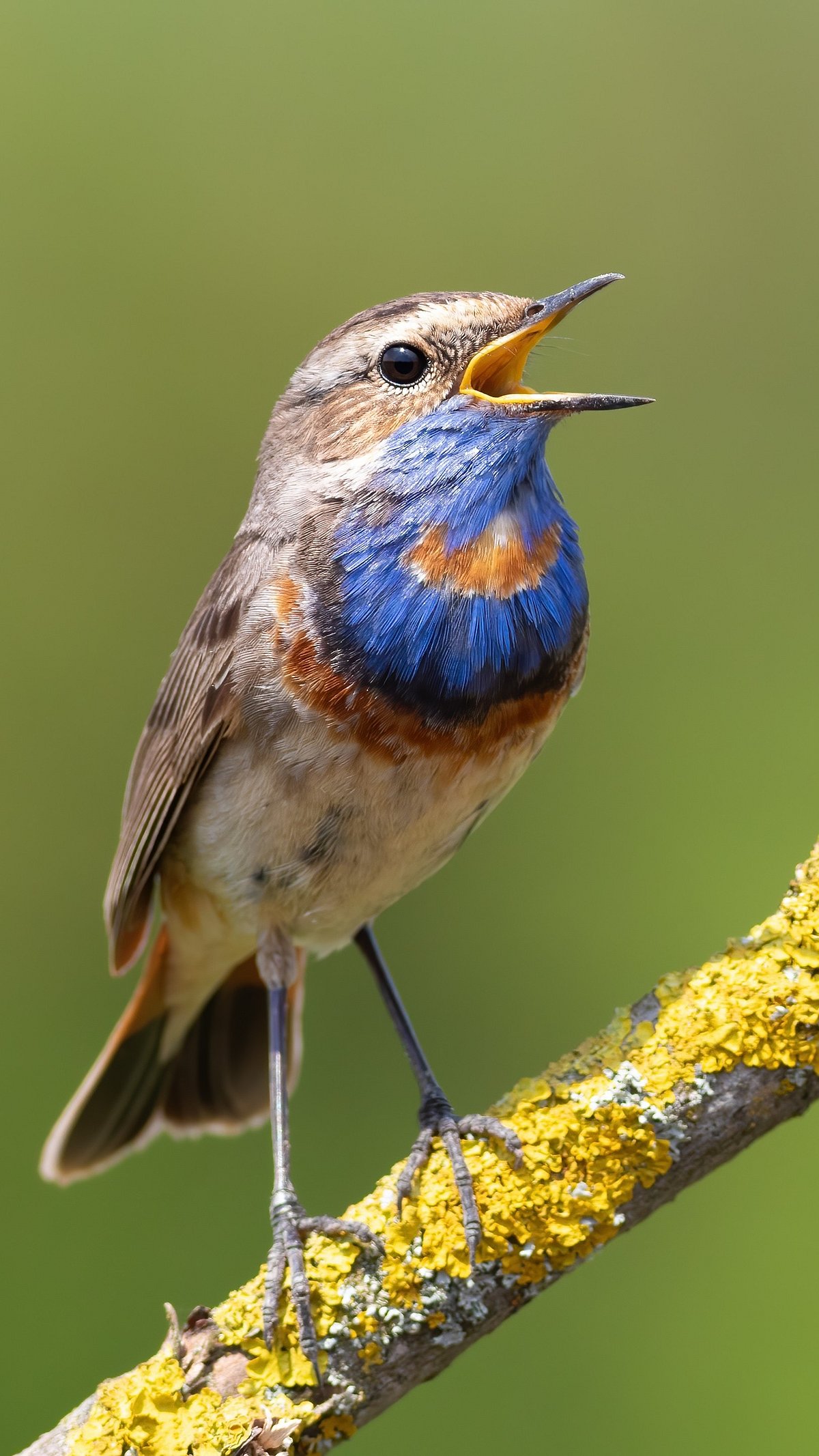 Shutterstock : A beautiful Bluethroat