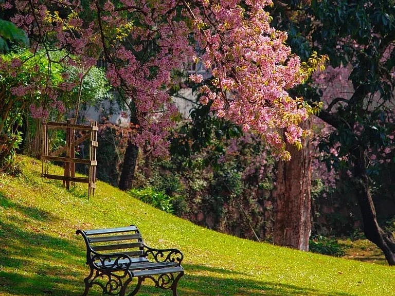 Cherry Blossom in Shillong - unhotelier/instagram