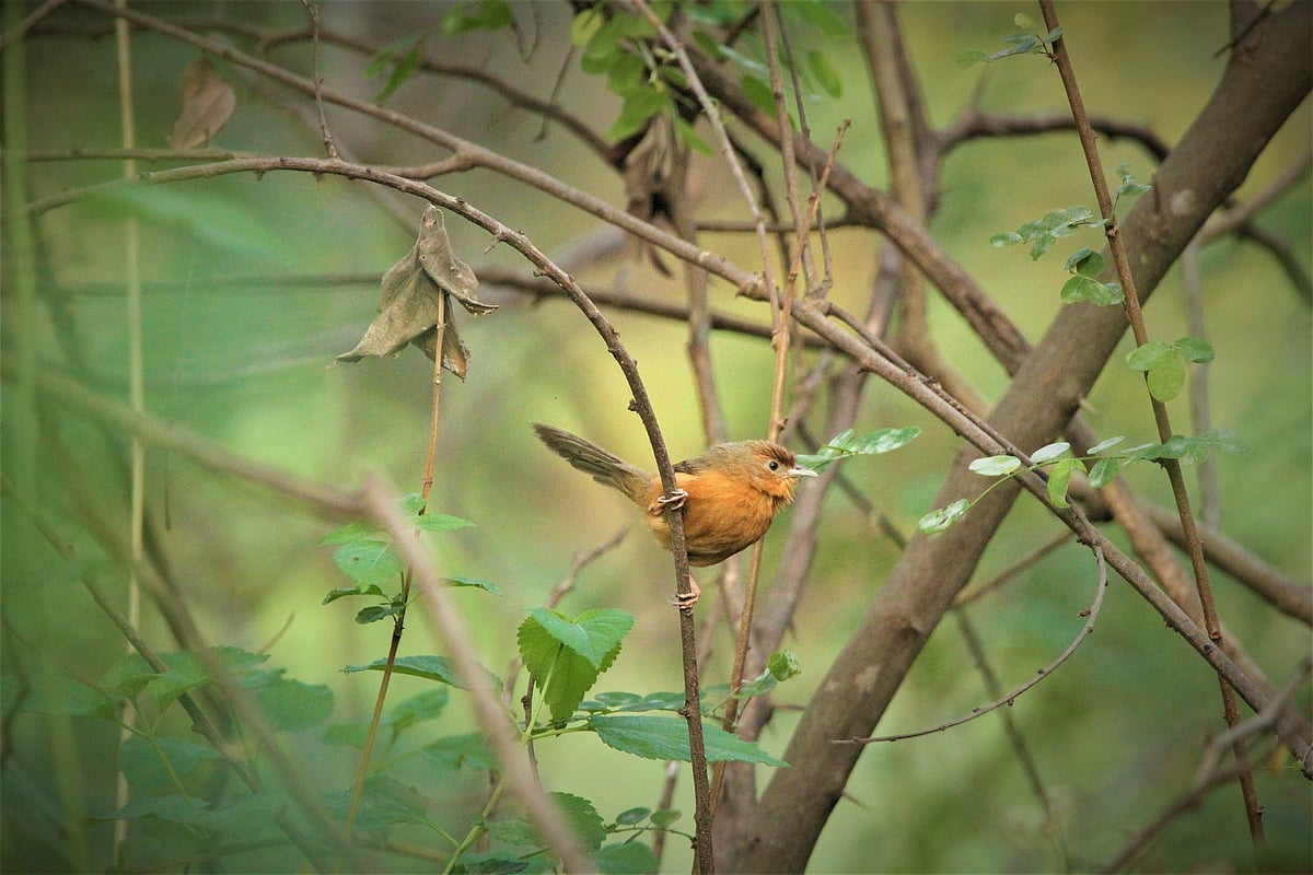 Tawny Bellied Babbler, Mangalavanam Bird Sanctuary