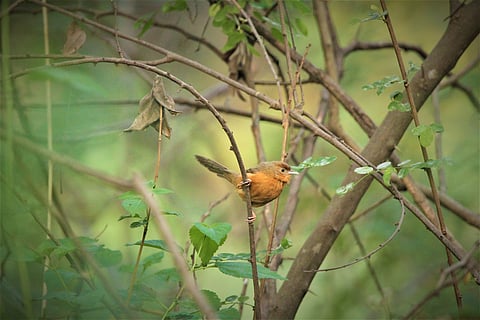 Tawny Bellied Babbler, Mangalavanam Bird Sanctuary