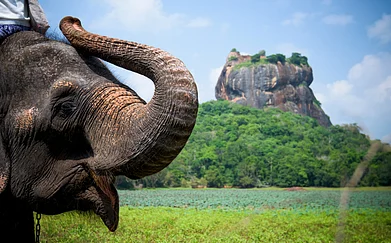 Shutterstock : Elephant in Sigiriya Lion Rock Fortress, Sri Lanka
