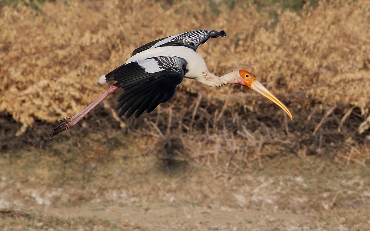 Stork at Rann of Kutch