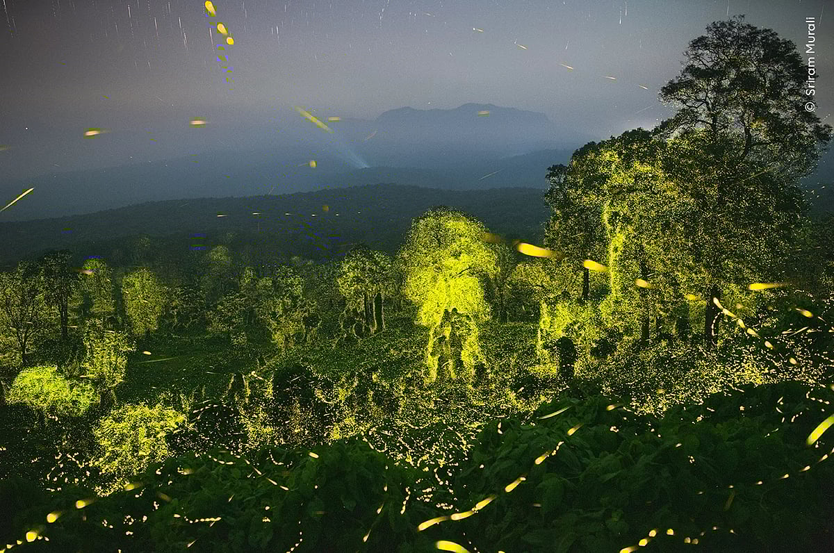 The photograph of the Anamalai Tiger Reserve forest lit up by fireflies