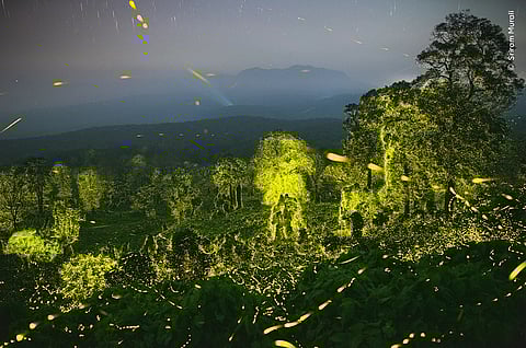 The photograph of the Anamalai Tiger Reserve forest lit up by fireflies