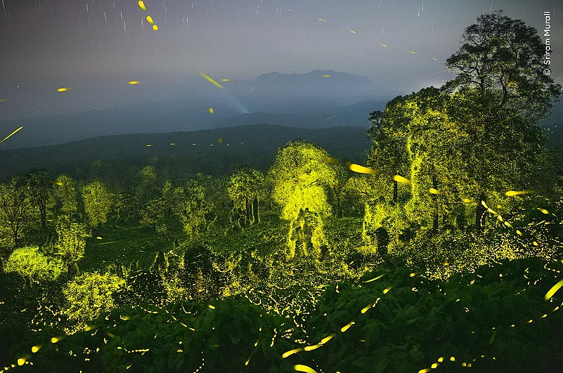 The photograph of the Anamalai Tiger Reserve forest lit up by fireflies