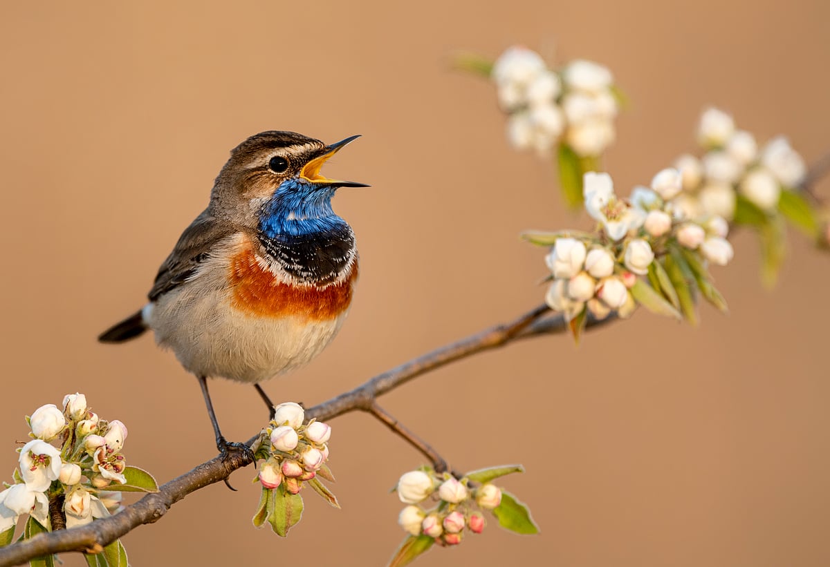 Shutterstock : Bluethroat
