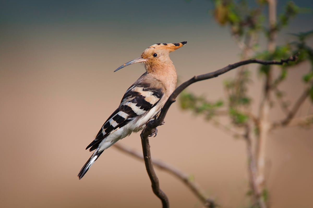 Shutterstock.com : Eurasian hoopoe (Upupa epops) at Hesaraghatta, Karnataka