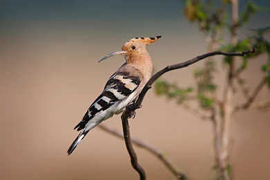 Shutterstock.com : Eurasian hoopoe (Upupa epops) at Hesaraghatta, Karnataka