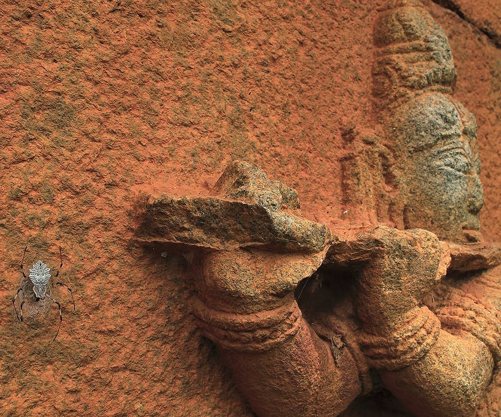 Capturing a spider with its prey