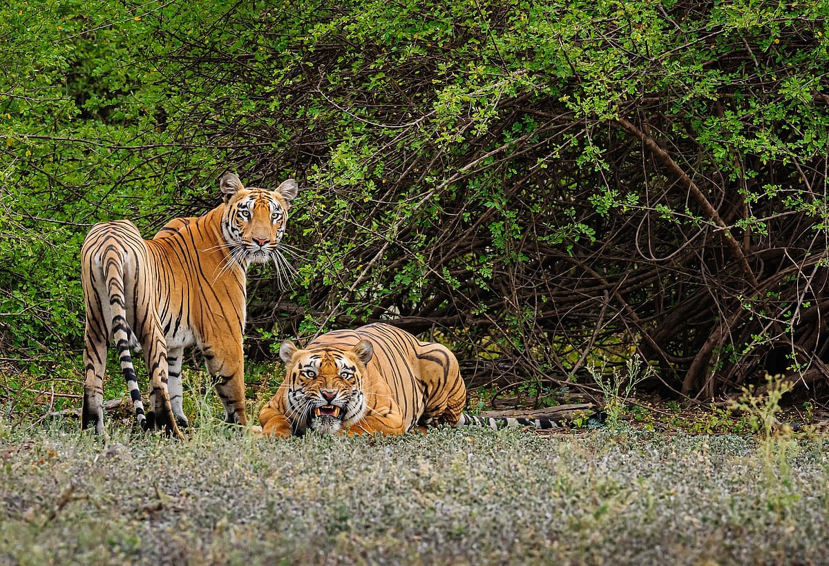 Topslip boasts an incredible tiger reserve.