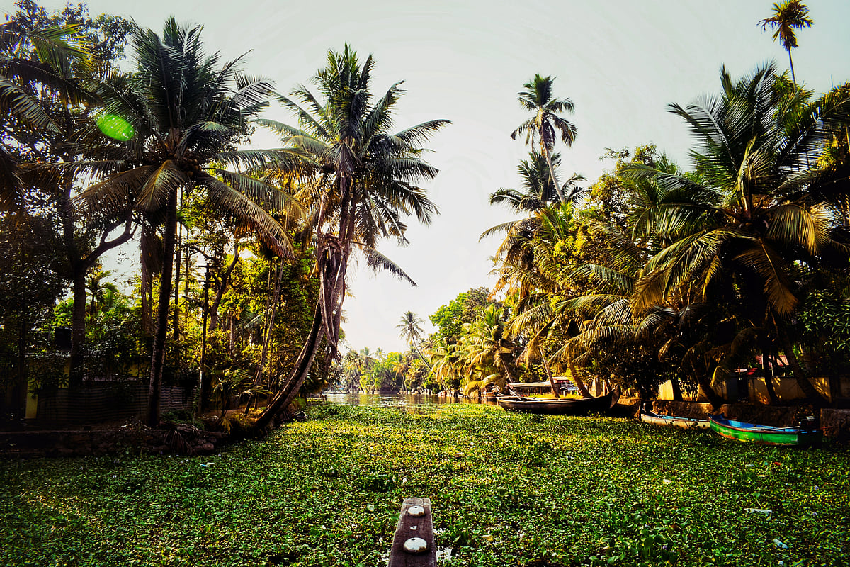 Kerala’s serene backwaters offer kayaking tours that blend peaceful paddling with eco-friendly clean-up efforts.