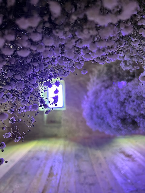 Arx's flower arrangements at Wildegg Castle, Lenzburg, Switzerland