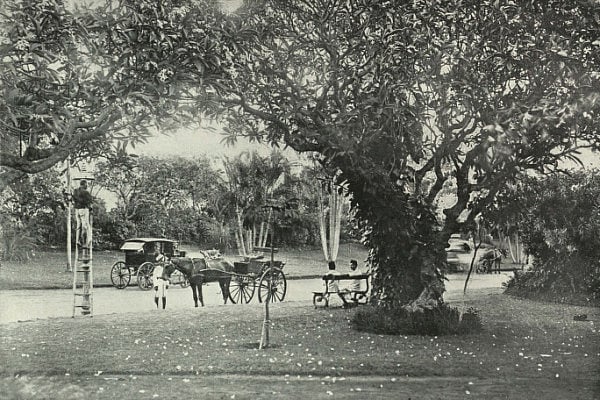 A photo of the garden from the year 1991