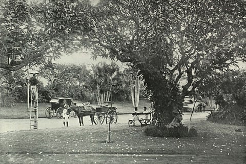 A photo of the garden from the year 1991