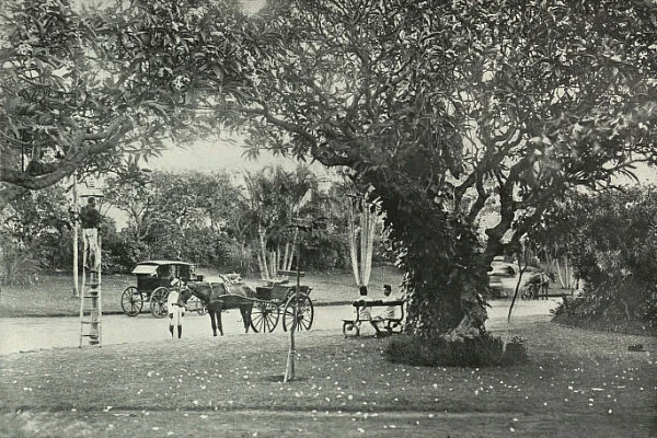 A photo of the garden from the year 1991