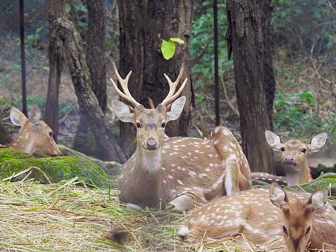 Chital or spotted deer