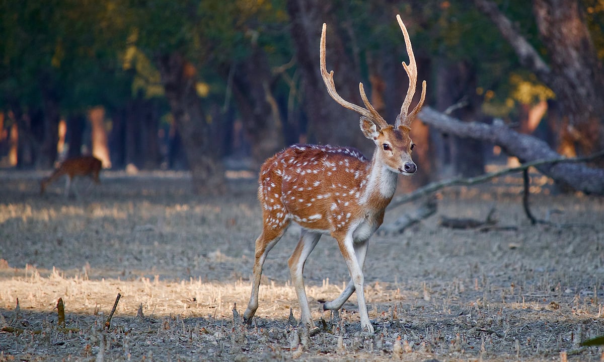 Spotted deer at Sundarbans