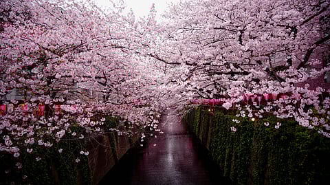 Cherry blossom in Japan