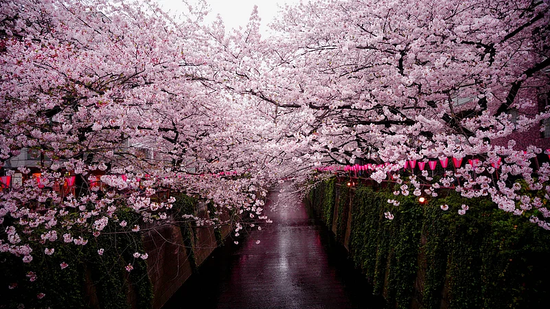 Cherry blossom in Japan