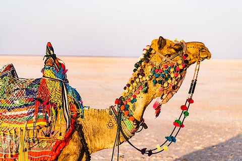 Rann of Kutch