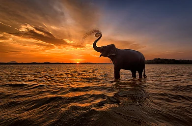 Shutterstock : A sunset in Sri Lanka