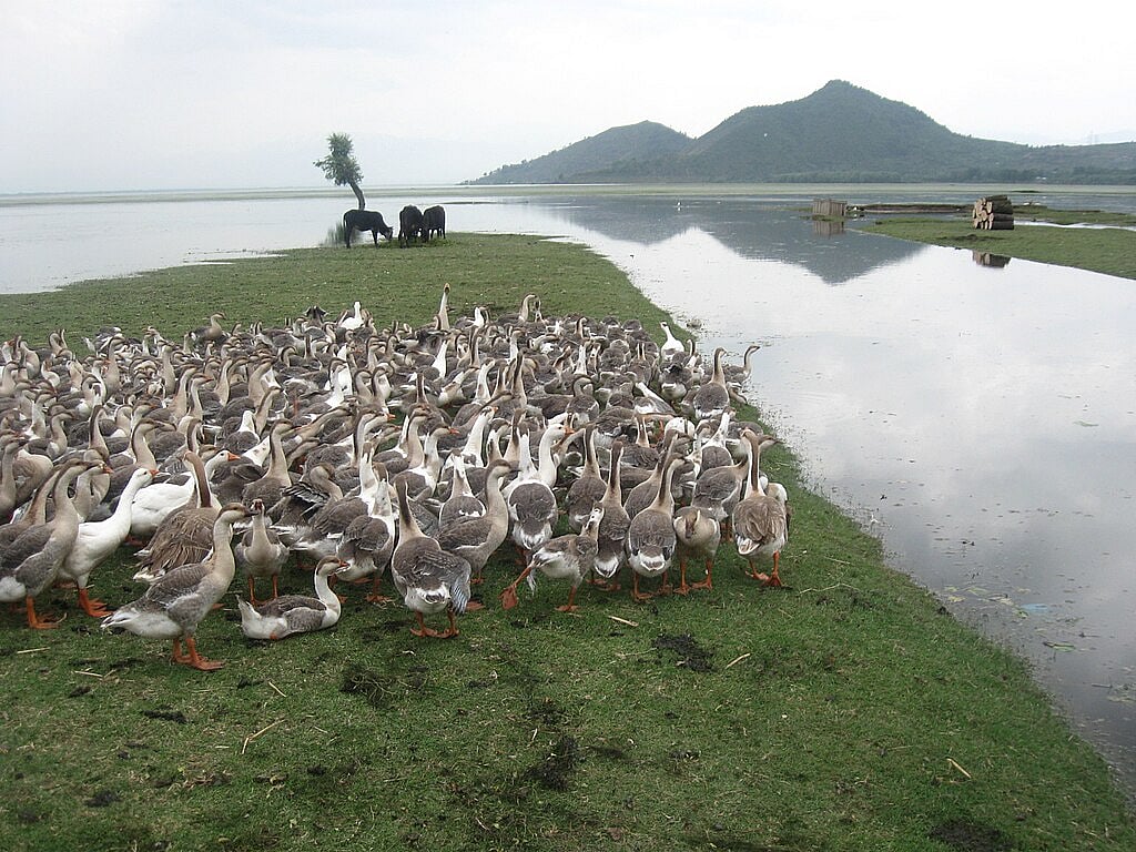 Geese and cows on the banks of a wetland