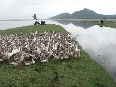 Geese and cows on the banks of Wular Lake