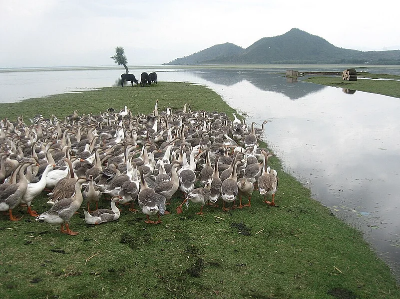Geese and cows on the banks of a wetland