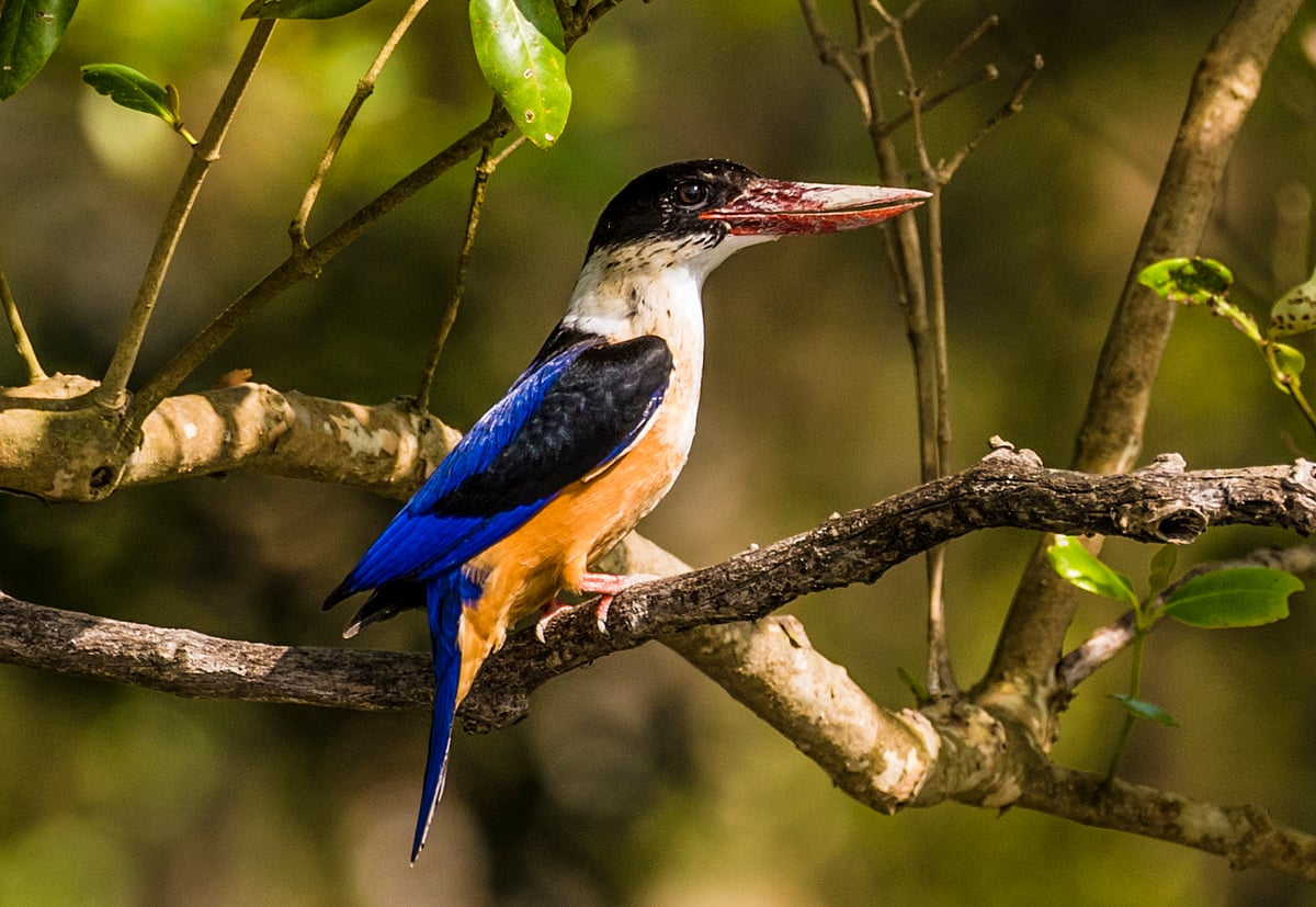 Black-capped kingfisher, Sundarbans