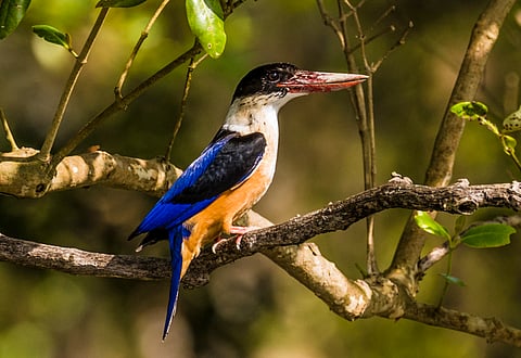 Black-capped kingfisher, Sundarbans