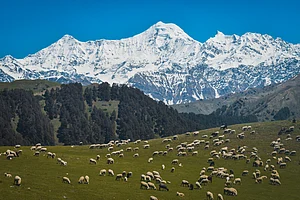 Shutterstock : The Bugyals of Uttarakhand